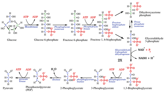 糖酵解产物检测_液相质谱检测|迪信泰检测平台